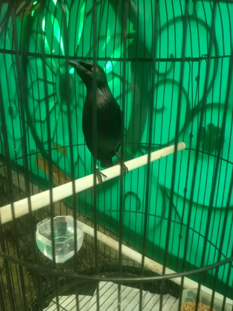 Cicak Keling gacor
