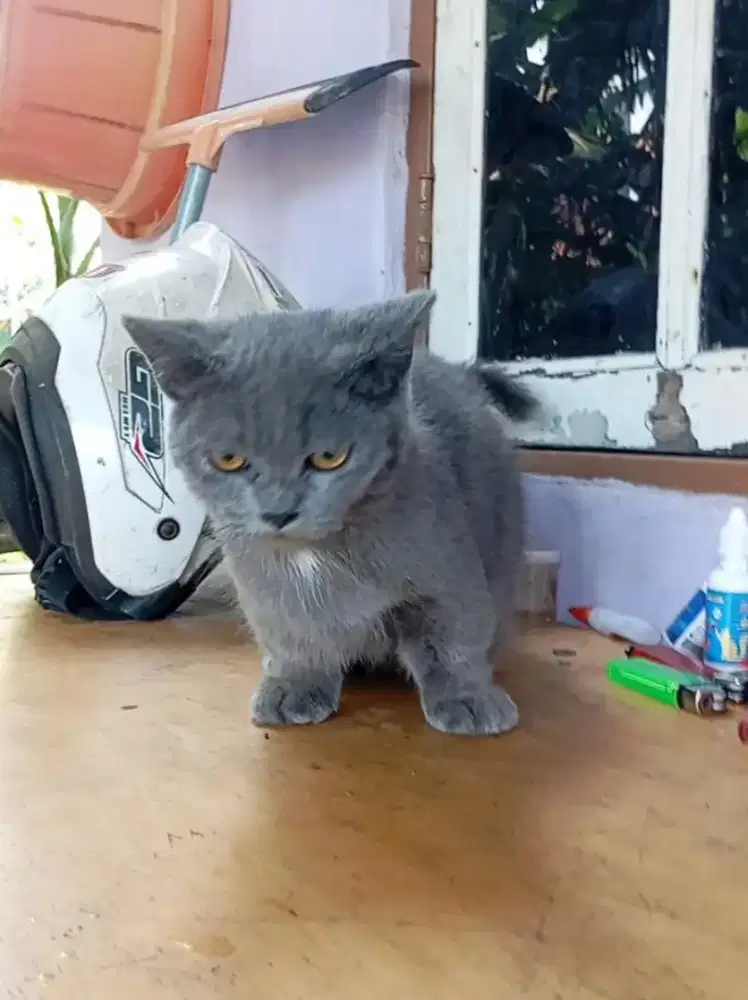 Kitten BSH Munchkin