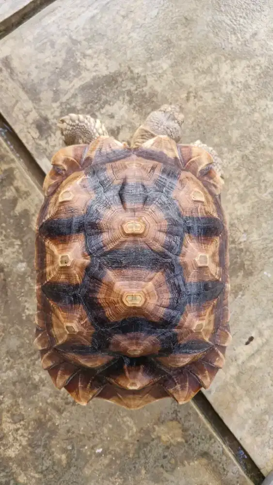 Kura Kura Sulcata Betina 40cm Siapan Induk