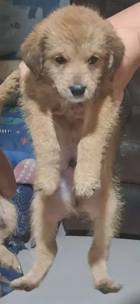 Jual Anak Anjing Poodle Campuran