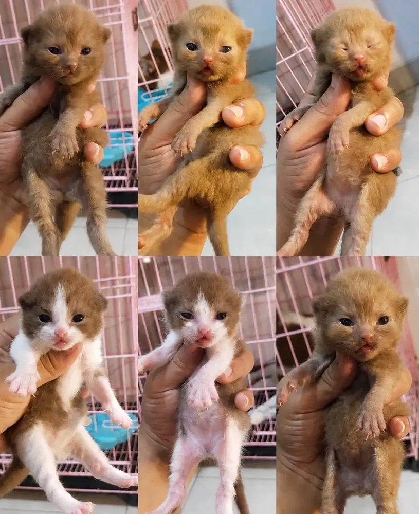 Bsh cinnamon kitten bisa cicill
