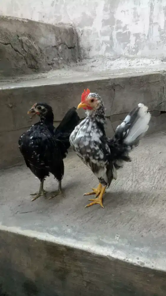 Ayam serama remaja sepasang