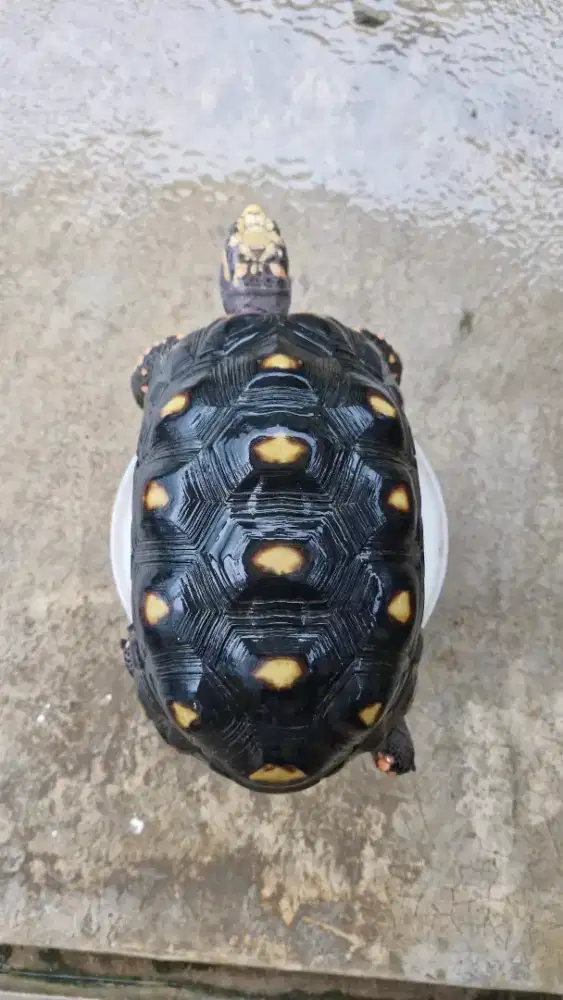 Kura kura red foot jantan 22cm
