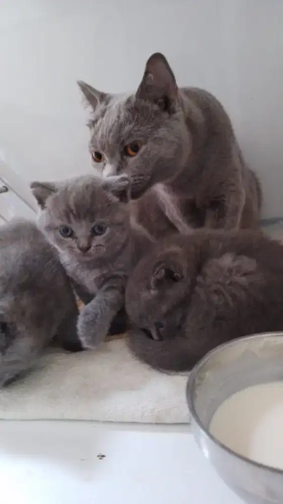 KUCING BSH 3 BULAN BRITISH SHORT HAIR