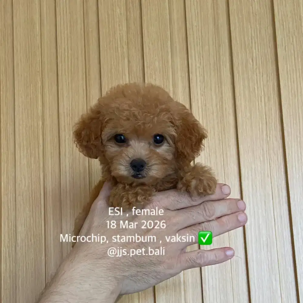 Toy poodle stambum puppy