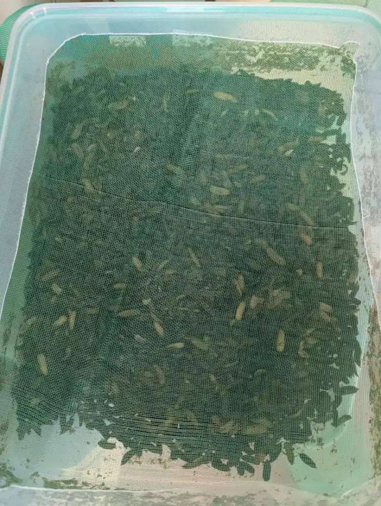 Maggot pakan burung tinggi nutrisi
