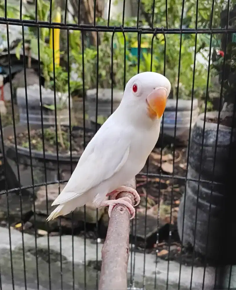 Lovebird Albino MM