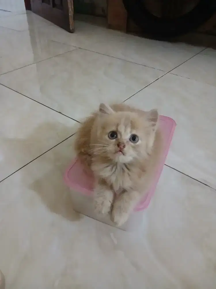 Open adop kitten persia medium  umur 2 bln