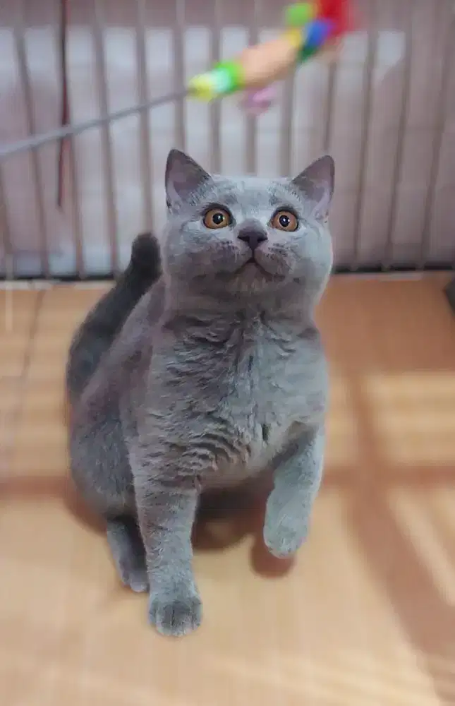 Kucing kitten british shorthair light blue betina