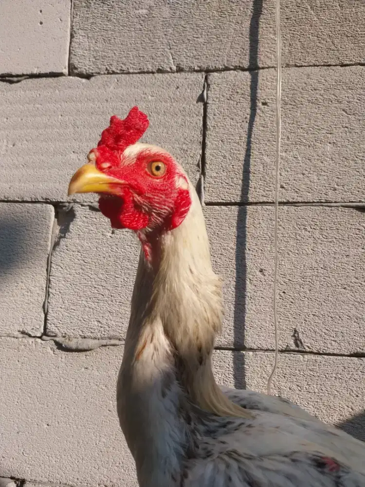 Ayam PAMA murni