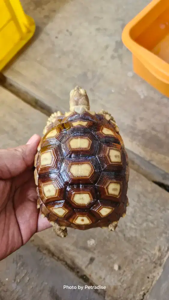 Kura kura sulcata 11cm bulat padat berisi