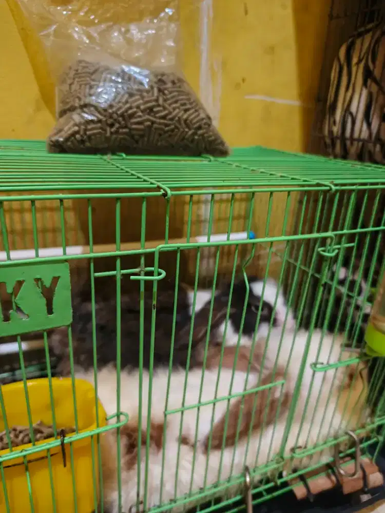 Kelinci Sepasang Edisi Pindah Kost Ajuin Aja Gan Sis Cocok Hrga Angkut