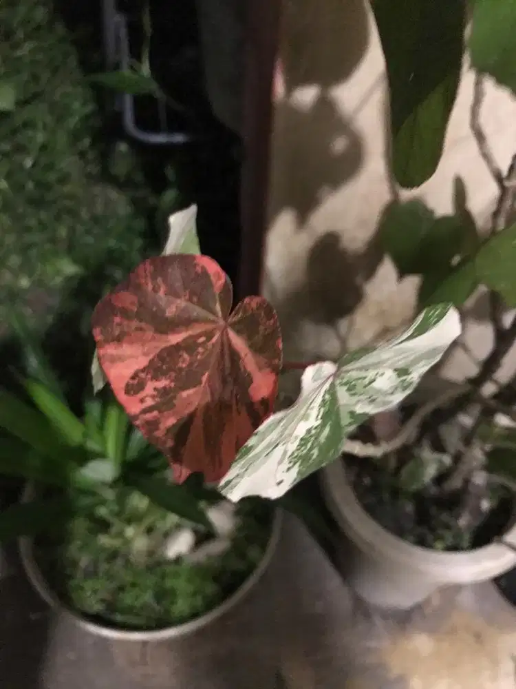 pohon waru variegata