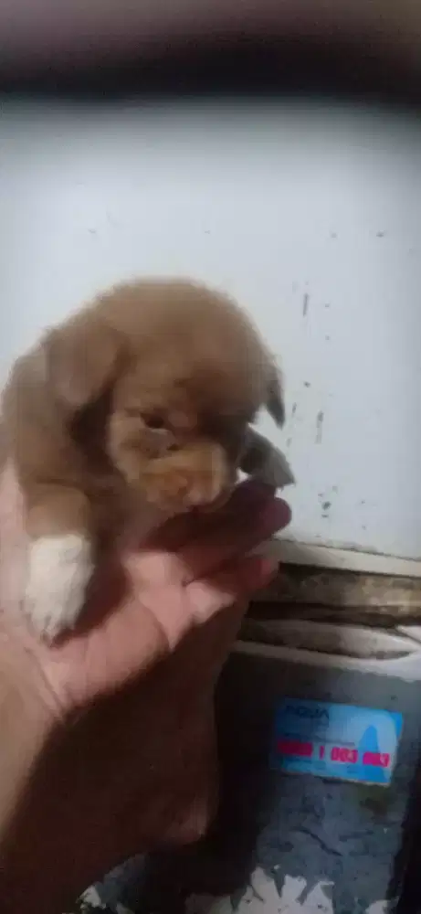 Anak anjing imut banget