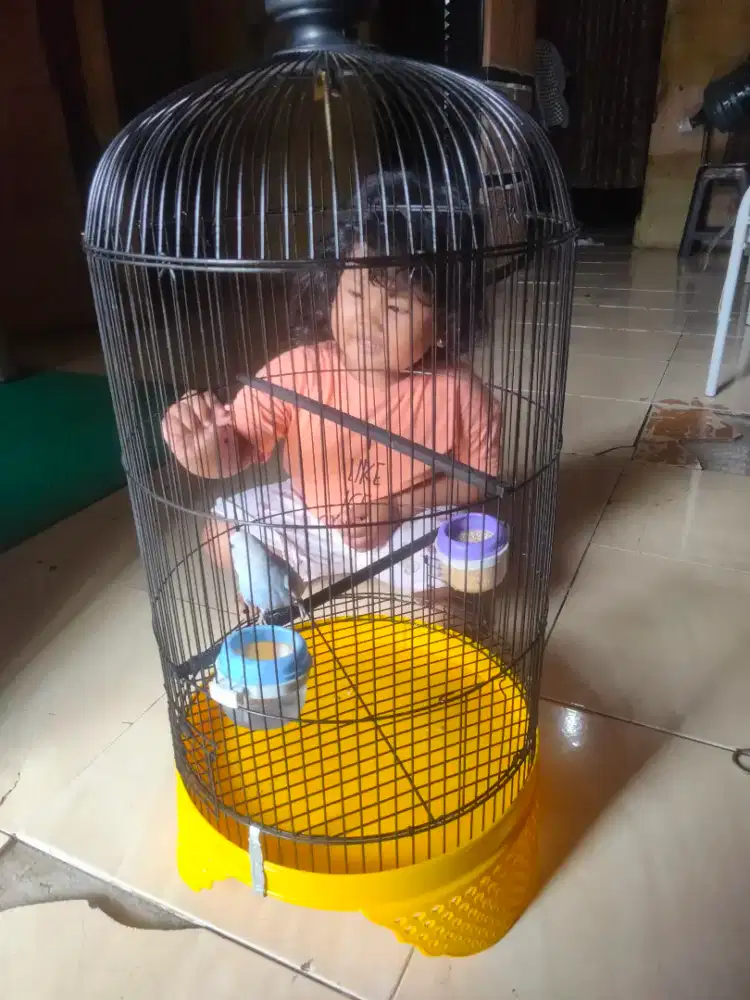 Parkit jantan fs