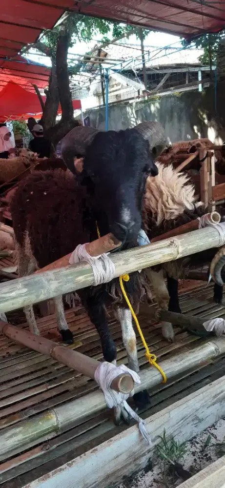 HEWAN QURBAN MURAH BISA NEGO GRATIS ONGKIR