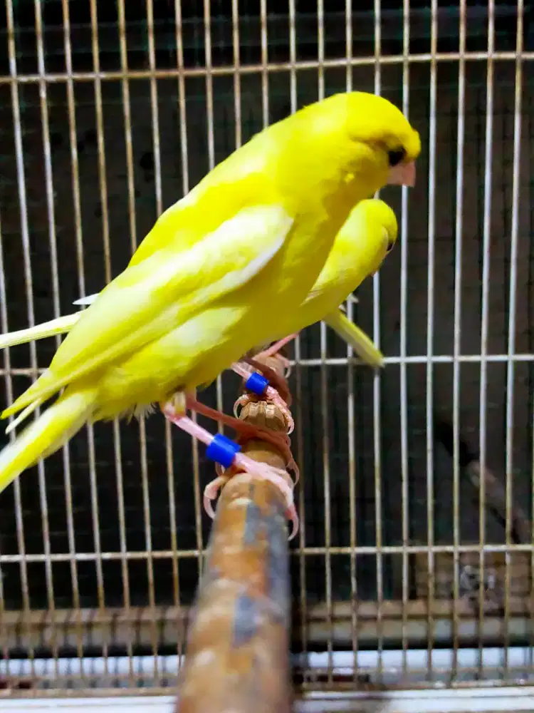Burung kenari AF sf paud/anak jantan