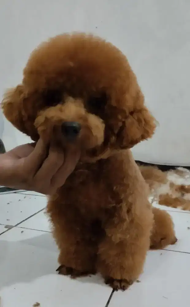 Super red toy poodle jantan remaja. Stb, vaksin