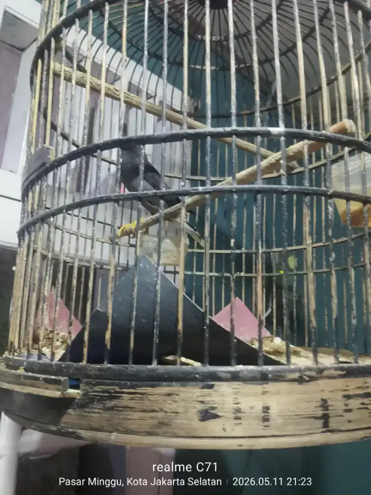 Burung jalak  kebo