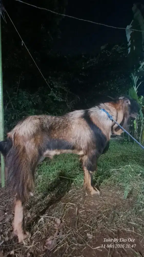 Kambing jumbo super