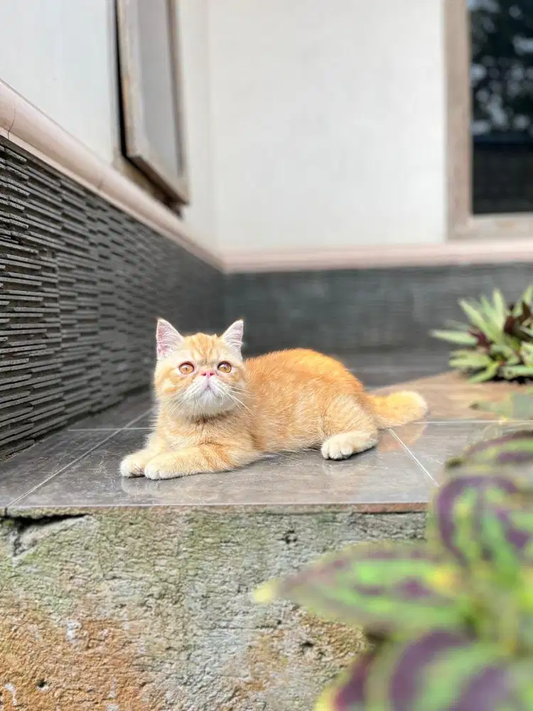 Kucing munchkin exo cebol kitten minuet peaknose exotic shorthair