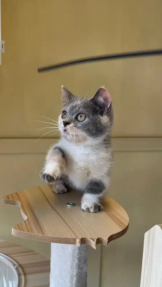British shorthair munchkin calico dilute