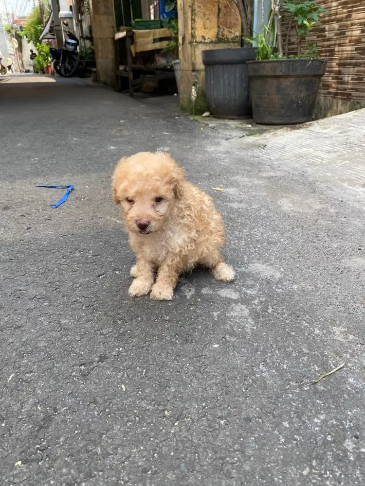 Toy poodle jantan dan betina