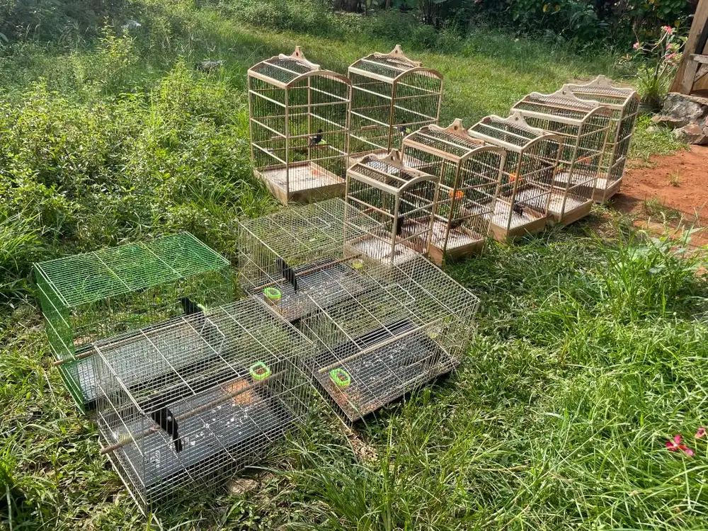 murai batu trotol