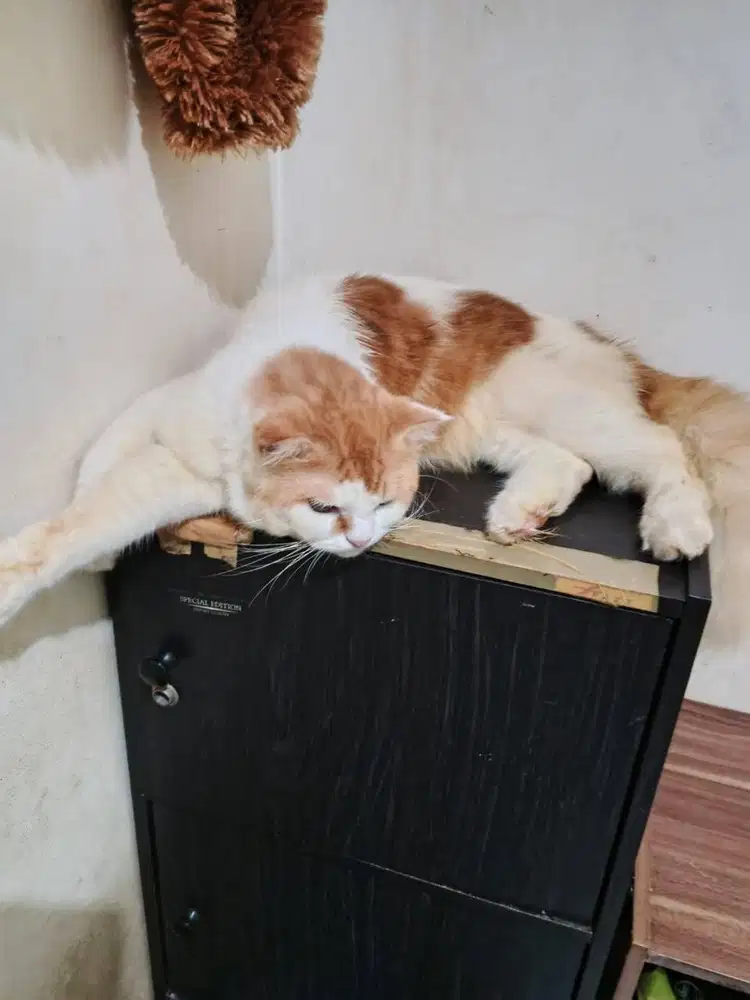 Hibah kucing jantan