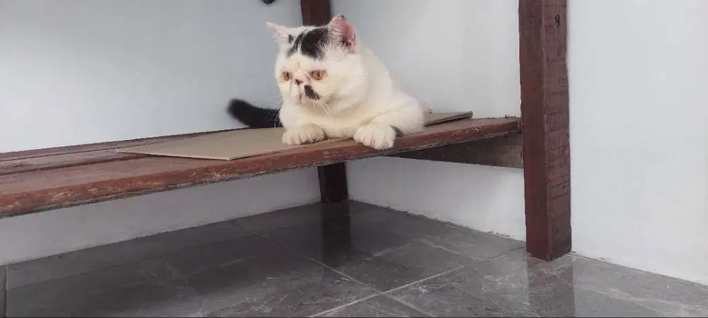 Kucing persia peaknose