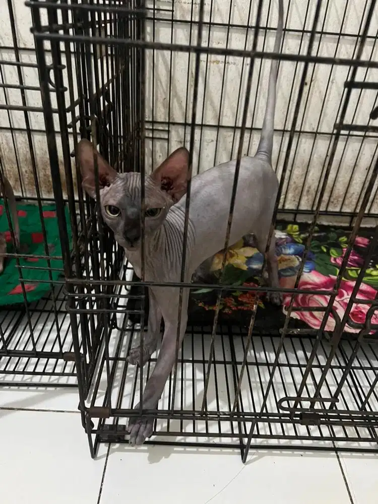 Kucing Sphynx jantan