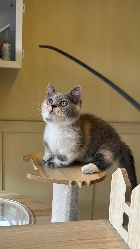 Kucing british shorthair munchkin calico dilute