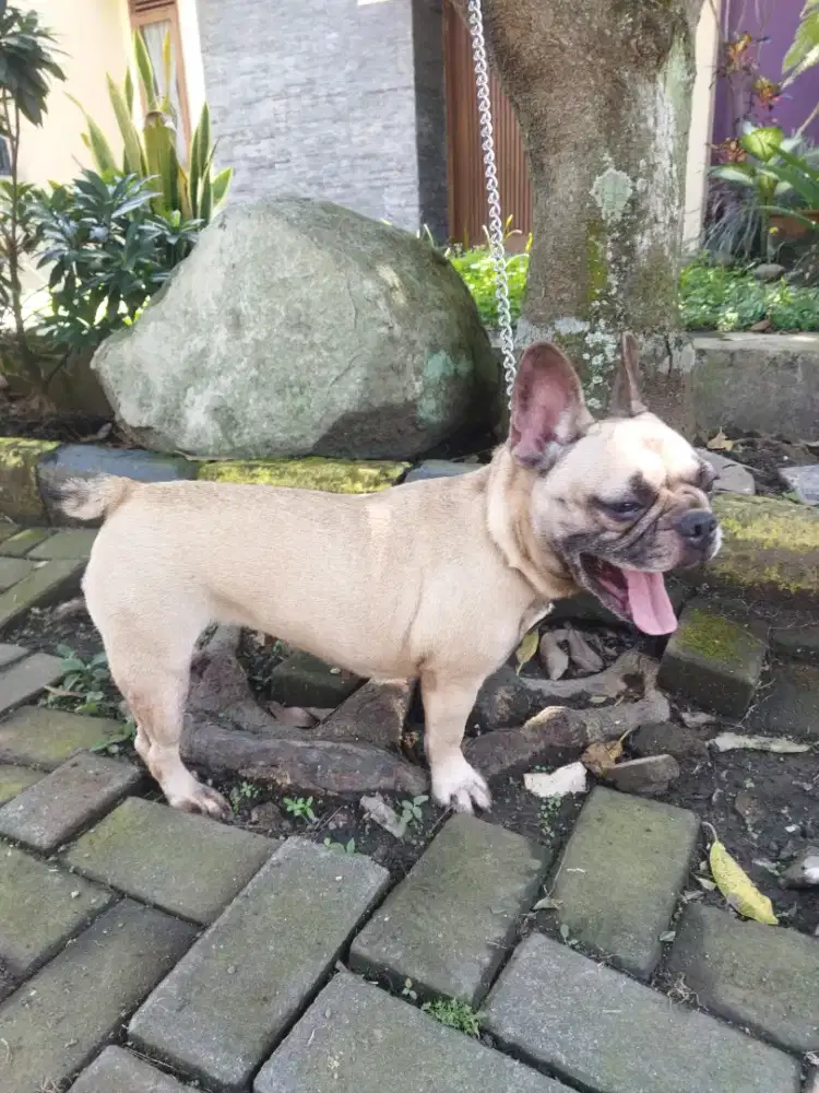 Indukan French Bulldog