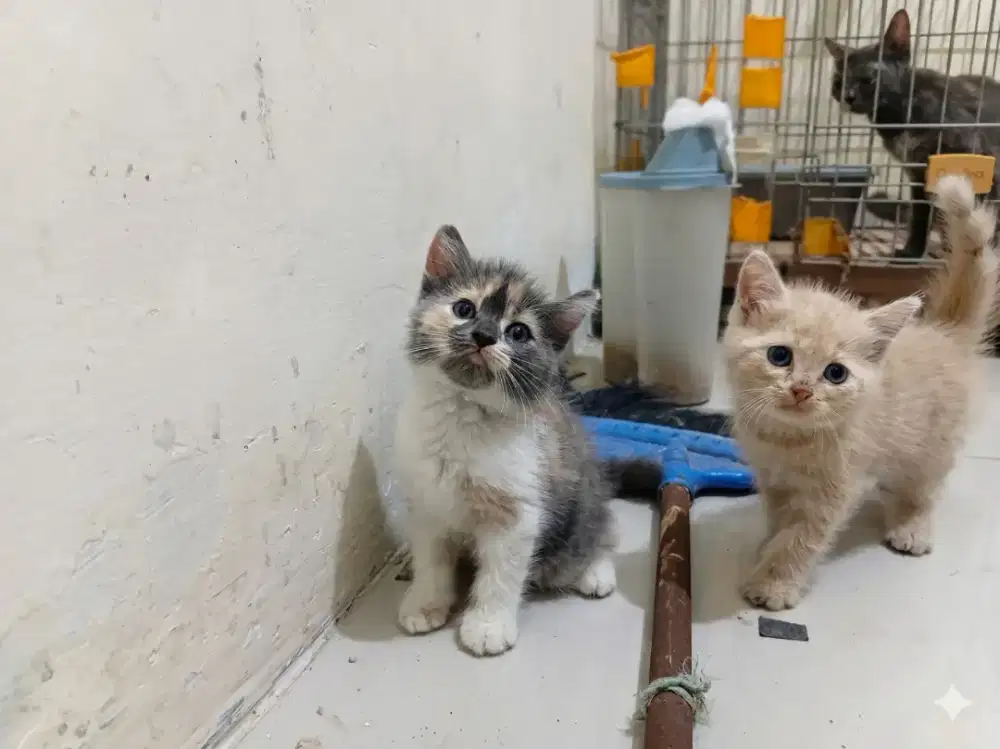 Kitten Persia 1an/borongan