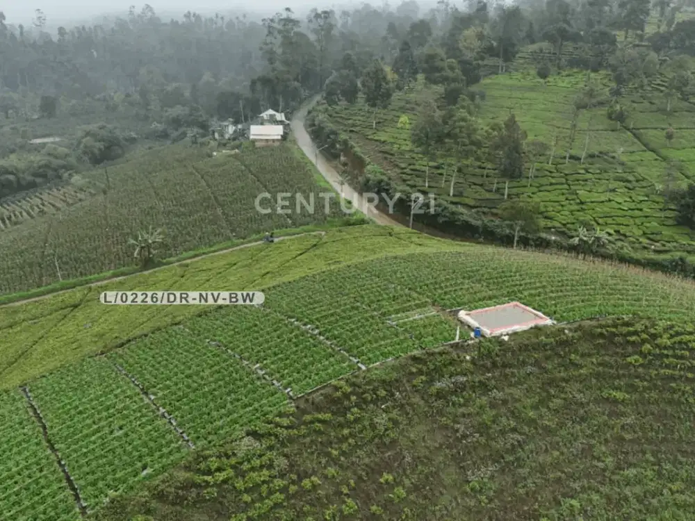 Dijual Tanah Luas Lingkungan Hijau Sejuk Di Ciwidey Bandung Barat
