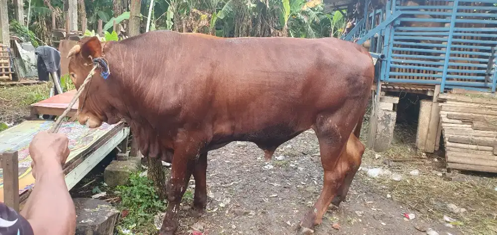 SAPI LIMOSIN JUMBO 800KG