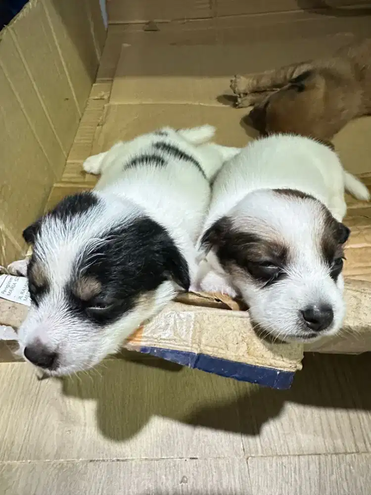 Anak anjing / anabul / puppy