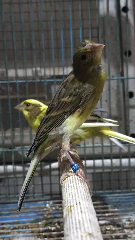 Burung kenari f1sfbb paud/anak jantan