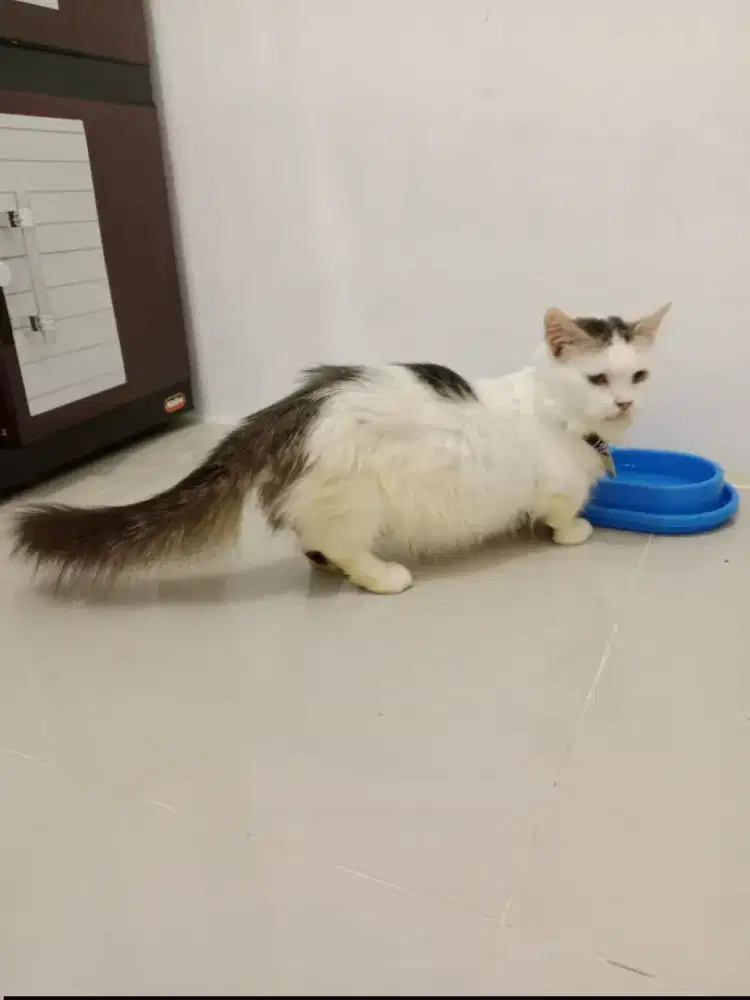 Indukan kucing munchkin sedang hamil