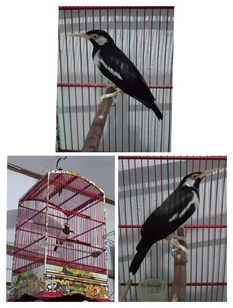 Jalak suren Jawa fulset