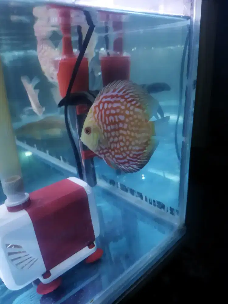 Discus piegeon ckb 3,5 inc