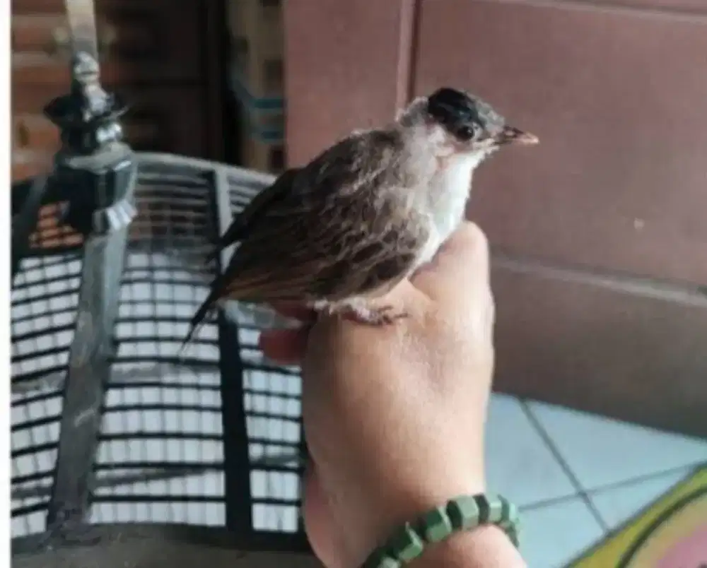 anak kutilang umur 2 minggu