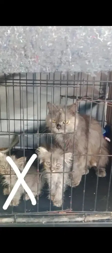 Kucing Persia medium bawa anak