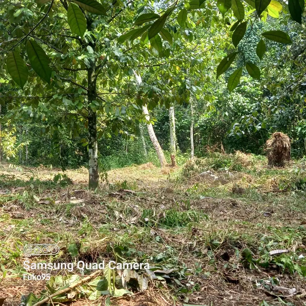 TERCIAMIK DIJUAL TANAH SUPER MURAH DAN LUAS DI BOGOR!