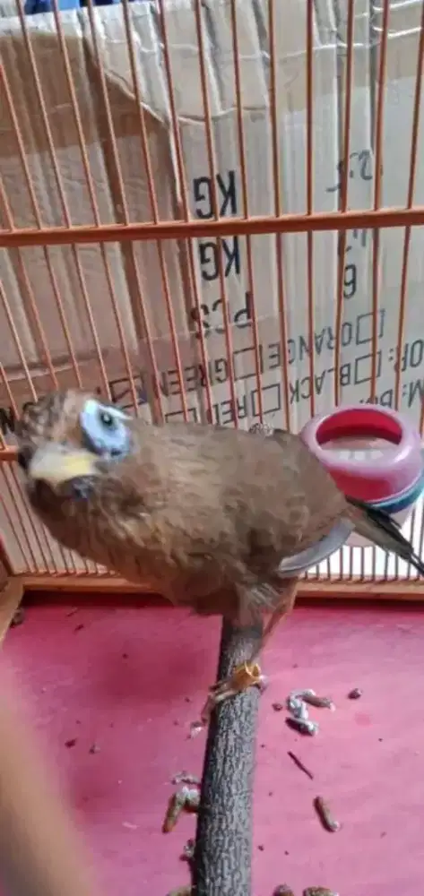 Wambi jantan bodi besar harian bunyi