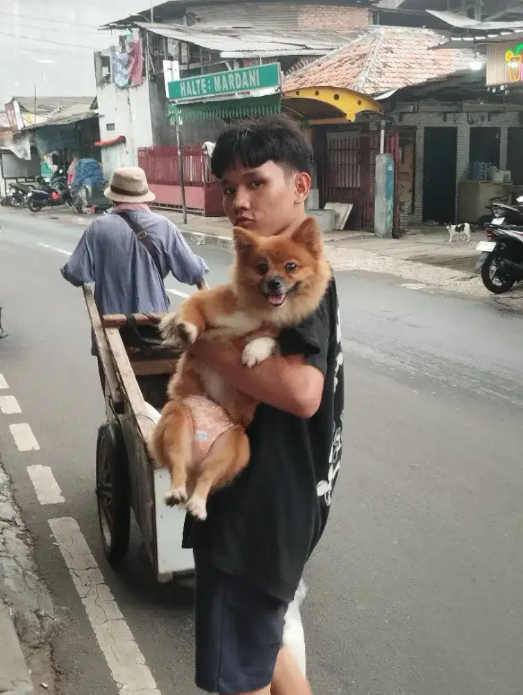 Di jual anjing mini pom