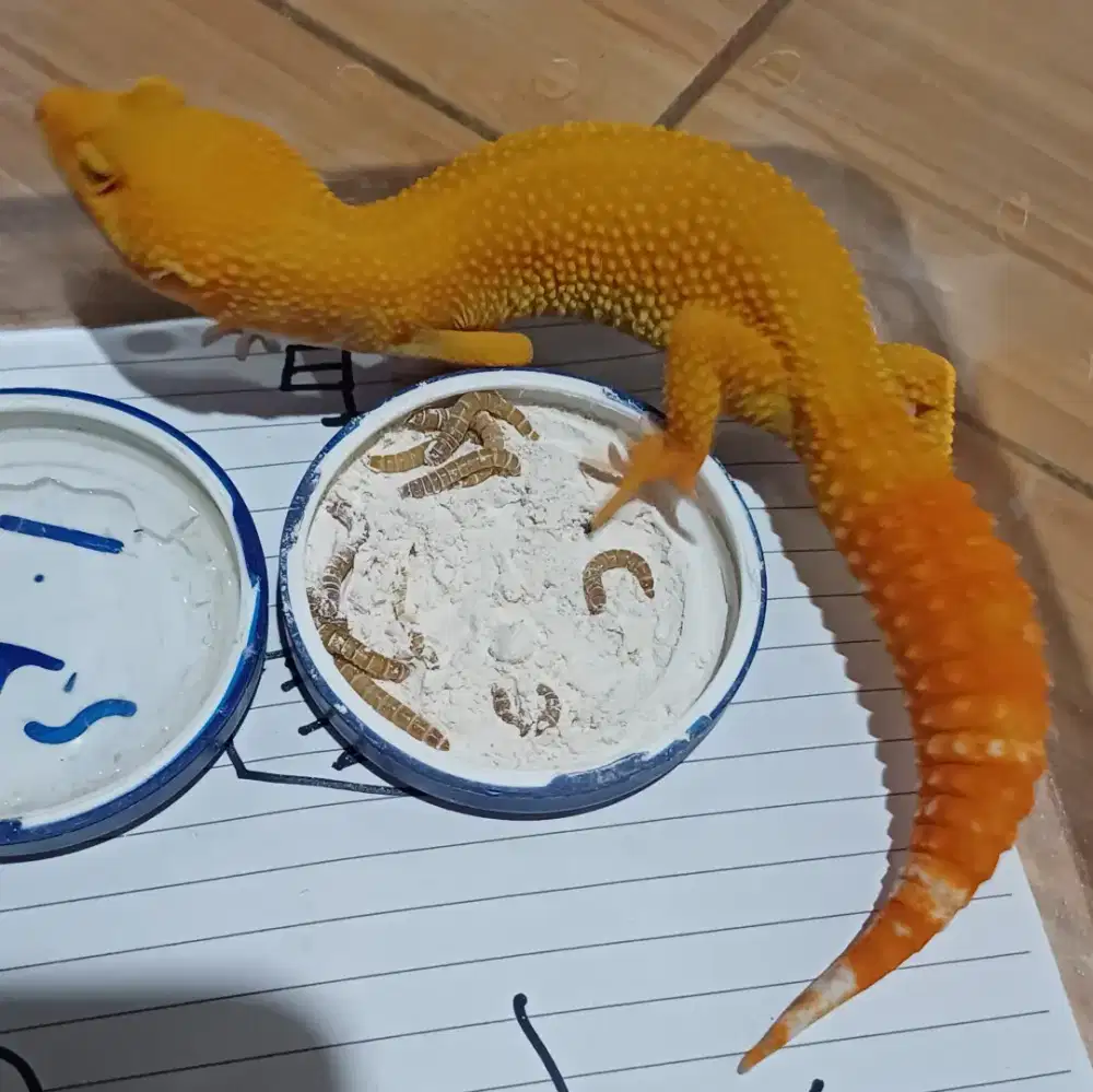 Gecko   sunglow