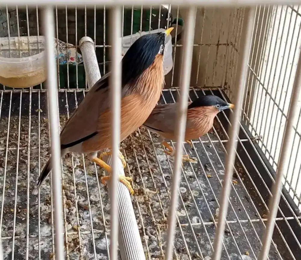 Sepasang jalak brahmana india siapan