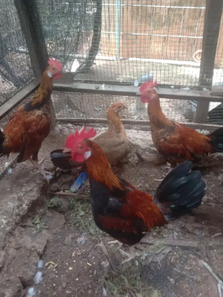 Jual peranakan ayam hutan 4 ekor