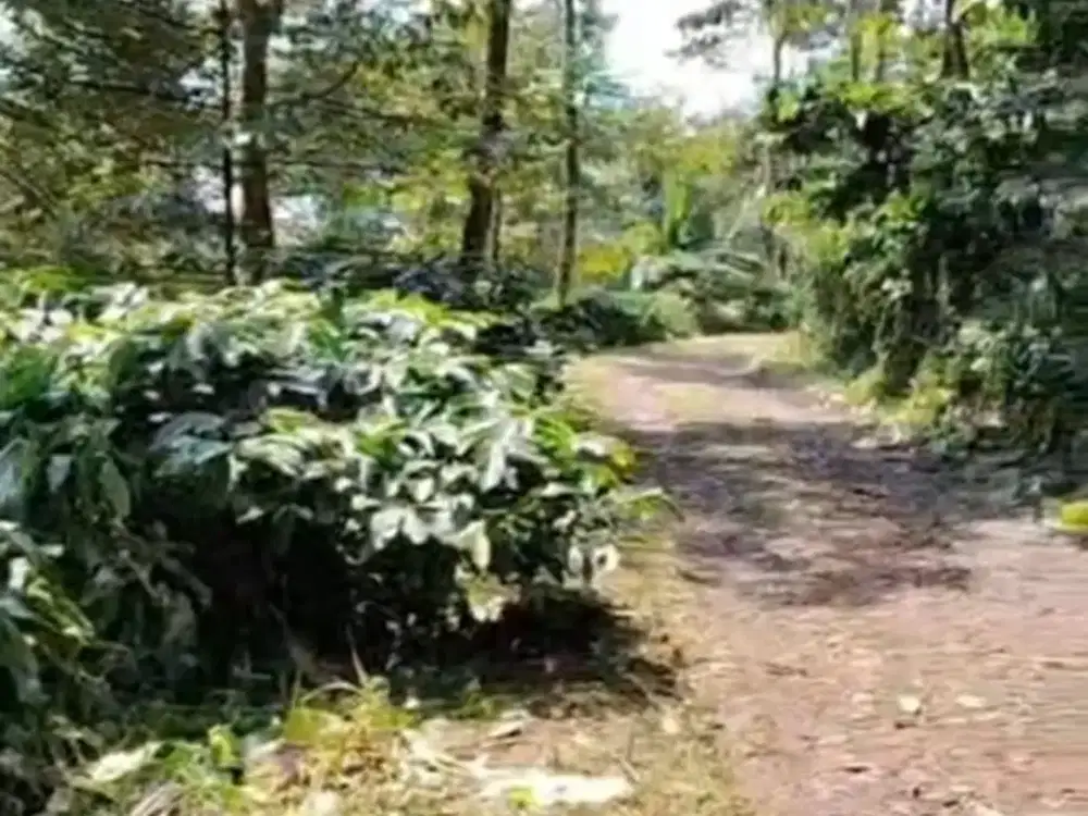Dijual tanah kebun kopi subur ada sungai Wonosalam, Jombang